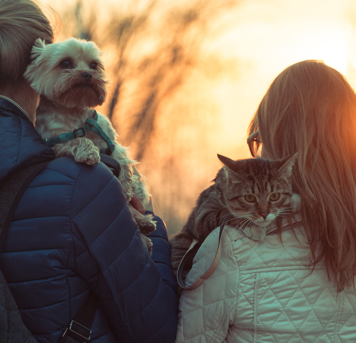 Famille d'accueil animaux chiens chats