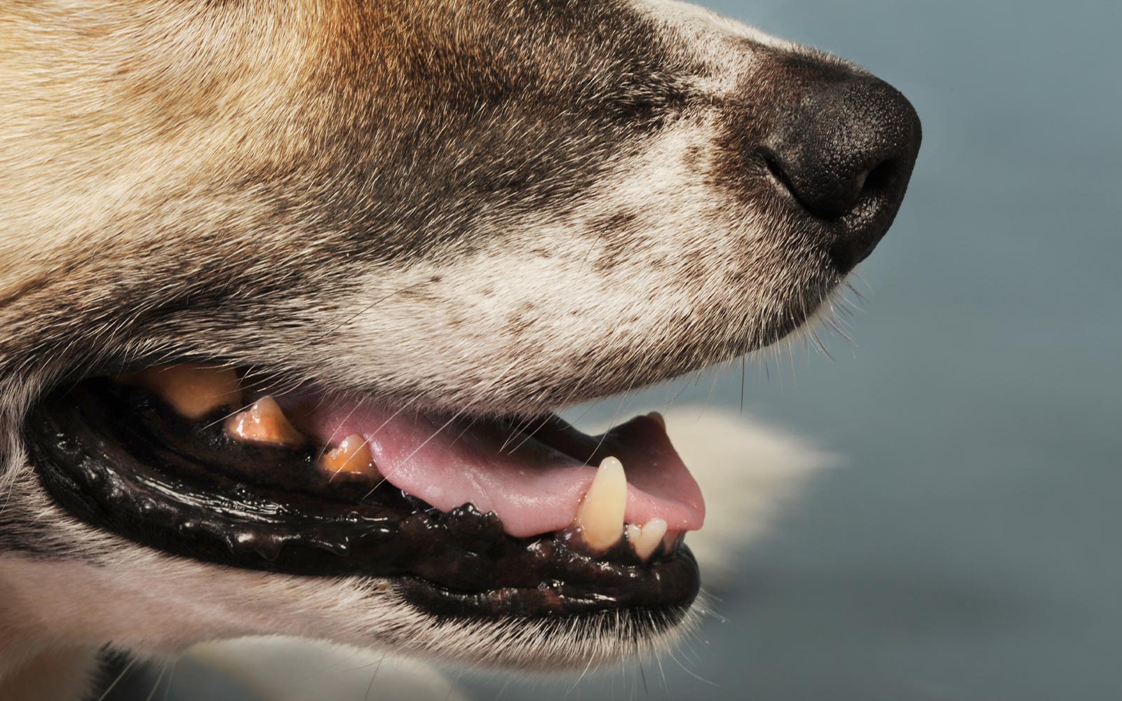La mauvaise haleine du chien