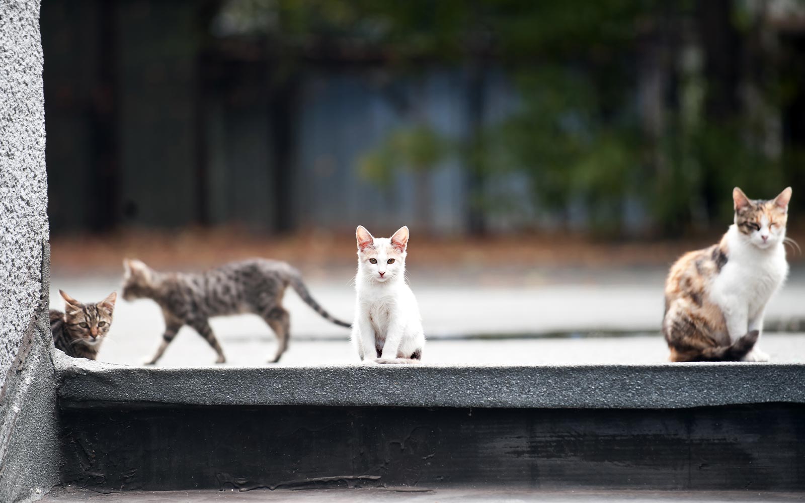 Le sida du chat