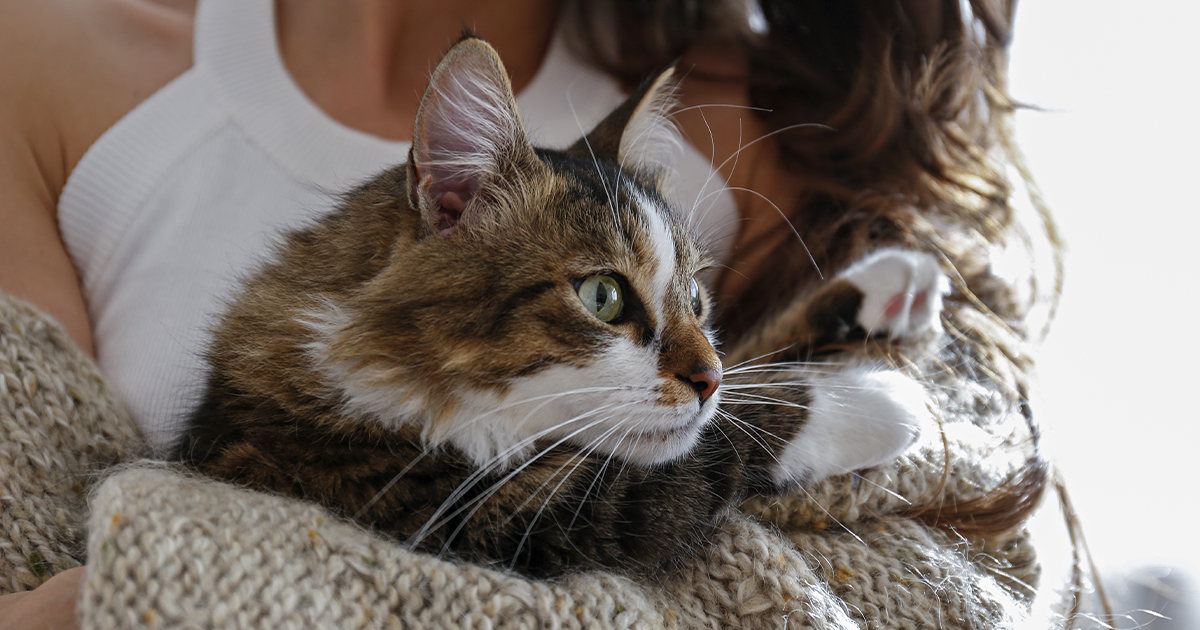 Ronron thérapie: le chat, super anti-stress? - FemininBio