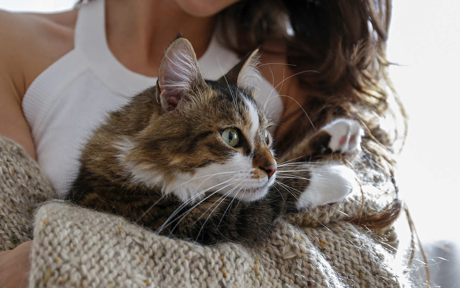 Les ronrons du chat notre médecine douce