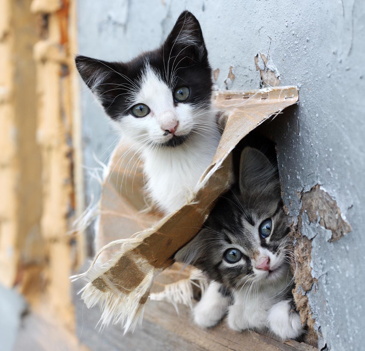 La stérilisation des chats errants