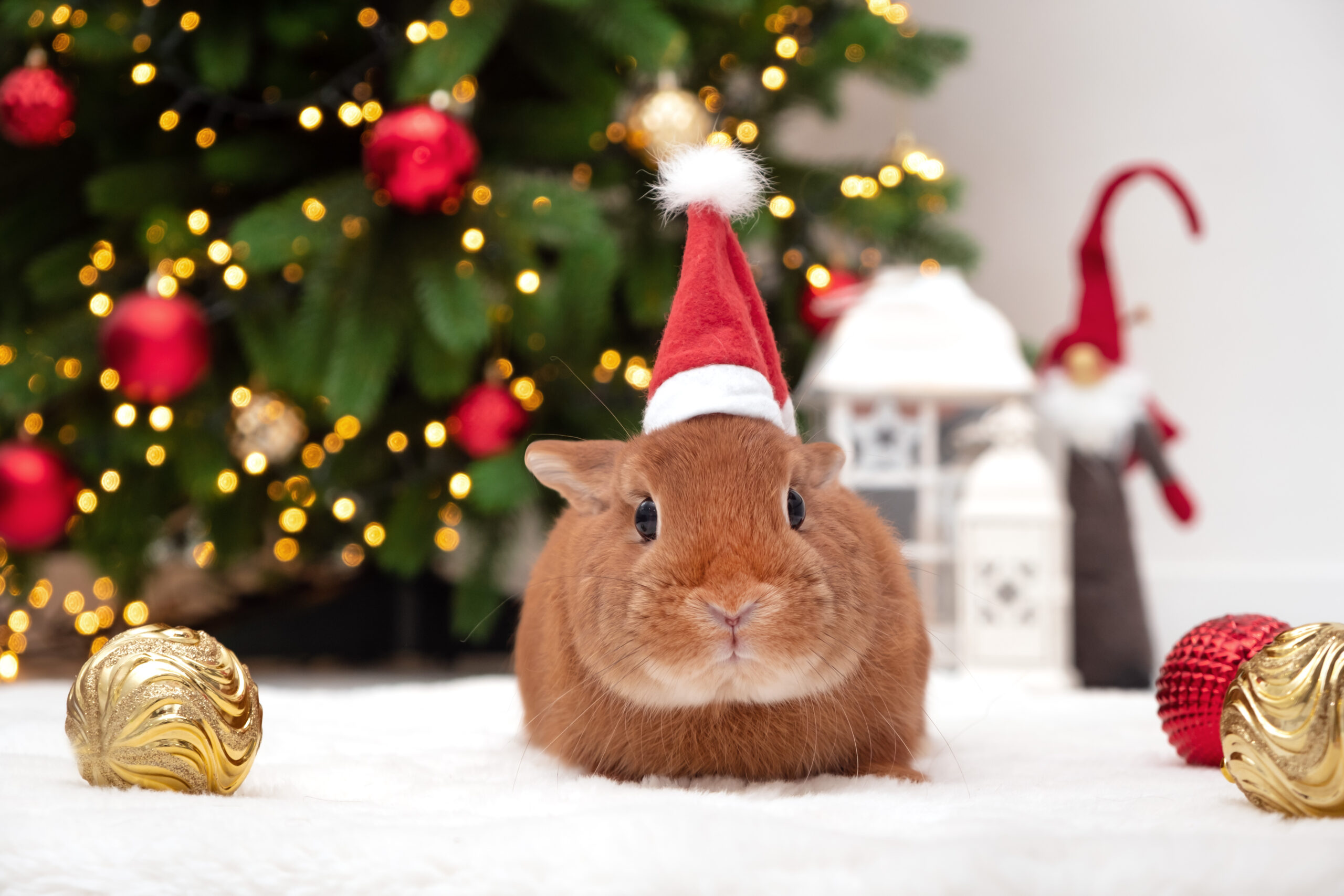 Marché de Noël 2024