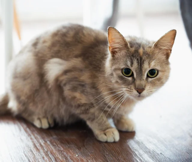🐱 Upsie est adoptée ! 🐱

Notre jeune minette a été retrouvée errante. Étant sociable, des habitantes de la  commune ont pu la mettre en caisse de transport. Elles l’ont emmenée à la fourrière afin qu’elle puisse passer son délai et venir au sein de notre association 😇

Upsie se montre très proche de l’Homme dès son arrivée. Douce, câline et calme, elle ne peinera pas à faire chavirer le cœur de sa future famille. Elle recherche la présence humaine mais sait rester seule la journée. Upsie attendra calmement votre retour mais n’hésitera pas à vous quémander de nombreuses papouilles ! 🥰

Cette demoiselle apprécie particulièrement jouer. Elle s’occupe avec tout ce qu’elle trouve : balle, boulette en alu, bloque porte ! Elle ne sera pas difficile à satisfaire 🤪
Upsie s’entend avec les chats et les chiens. Elle pourra donc rejoindre un foyer avec d’autres poilus sans soucis ! 

Elle partira identifiée, primo-vaccinée, stérilisée et déparasitée. Upsie a été testée négative au FIV-FELV. Les frais d’adoption sont de 150€ 🙃
Si vous souhaitez la rencontrer, n’hésitez pas à faire une demande à travers son formulaire (https://www.1001amesanimales.fr/animaux/upsie/ ) afin qu’un bénévole puisse vous contacter 🧡

#association #protectionanimale #protectionanimaux #protectiondog #protectioncat #protectanimals #cat #chat #chaton #chien #dog #chiot #adoption #adoptdontshop #adopterrendheureux #adopt #adoptionrefuge #adoptcats #adoptcats🐈🐾 #adoptdontbuy #adoptdontshop🐾 #adoptdogs #adoptdontshop🐶 #adopterunchien #adopterunchat #indre #creuse #chateaurouxmetropole #issoudun #argentonsurcreuse