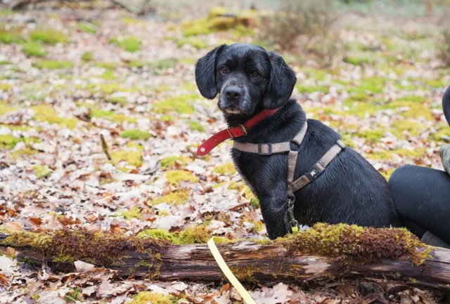 🐶 Tommy est à l’adoption ! 🐶

Tommy est arrivé récemment à l’association suite à un abandon. Son ancienne propriétaire ne pouvait pas s’en occuper correctement… 😔

Âgé de 8 ans, notre beau loulou apprécie fortement sa nouvelle vie ! Il redécouvre les balades qu’il n’avait pas pu faire depuis un long moment. 
Très proche de l’homme, en balade il a toujours un œil sur l’humain qui l’accompagne et ne sera jamais très loin. Bien qu’il fasse sa vie en balade, il peut aussi profiter des parties de jeux avec ses congénères 🤩

Il est sociable et cherche la compagnie de l’Homme, des autres chiens et des chats ! Tommy sera le chien idéal pour une famille grâce à son gabarit et sa douceur. Il adore les caresses, les papouilles et les bisous que les adultes mais également les enfants peuvent lui faire 🥰

En maison, Tommy se montre plutôt calme. Son petit confort est essentiel pour lui, il n’hésitera pas à essayer les différents paniers, coussins afin de trouver celui qui lui correspondra le mieux 😋
Il est propre et attend sa balade pour aller faire ses besoins. Malheureusement, cela fait un moment qu’il n’est pas resté seul. La solitude peut donc être compliquée à gérer pour lui. Il lui faudra un temps d’adaptation pour que ce petit Monsieur arrête de pleurer ou d’aboyer lorsque nous partons. Cependant, il ne détruit rien même lorsqu’il est seul ! Sa famille d’accueil travaille beaucoup auprès de lui, avec un peu de patience nous sommes certaines qu’il deviendra le chien parfait, ou presque 🤪

Tommy partira identifié, primo-vacciné, déparasité et stérilisé. Un certificat de bonne santé sera établi le jour de son départ. Les frais d’adoption sont de 280€ 🙃
Vous souhaitez rencontrer Tommy lors du balade seul ou compagnie de votre chien pour une éventuelle adoption ? N’attendez plus et remplissez son formulaire (https://www.1001amesanimales.fr/animaux/tommy/ ) pour qu’un bénévole puisse convenir d’un rendez-vous avec vous 🧡

#association #protectionanimale #protectionanimaux #protectiondog #protectanimals #chien #dog #chiot #adoption #adoptdontshop #adopterrendheureux #adopt #adoptionrefuge #adoptdontbuy #adoptdontshop🐾 #adoptdogs #adoptdontshop🐶 #adopterunchien