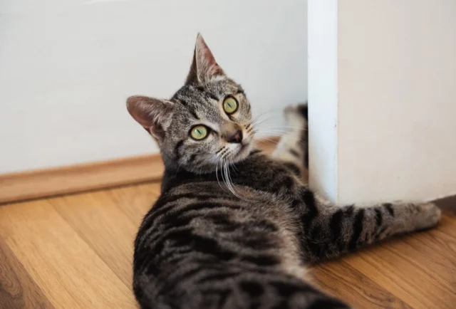 🐱 Valda est à l’adoption ! 🐱

Valda est une jeune chatte pleine de vie, toujours partante pour une partie de jeu ou une séance d’exploration ! Dynamique, téméraire, curieuse de tout, elle ne recule devant rien quand il s’agit de découvrir son environnement 🕵🏻‍♀️

Très sociable, elle vient facilement au contact, sans la moindre once de timidité. Elle adore courir, chasser (surtout les mouches !) et jouer avec ses petites balles qu’elle transporte fièrement dans la gueule. Un vrai petit chat sportif et agile ! 😎

Même si Valda reste une minette plutôt indépendante, elle adore les caresses et se transforme vite en machine à ronron quand elle est en confiance. Elle ne vient pas spontanément sur les genoux, mais elle saura vous montrer son affection à sa façon 🥰

Pas très gourmande, ce qu’elle aime par-dessus tout, c’est lézarder au soleil entre deux sessions de jeu 🌞

Si vous cherchez une compagne pleine d’énergie, de charme et d’affection, Valda est peut-être celle qu’il vous faut ! Elle partira identifiée, primo-vaccinée, déparasitée, stérilisée et testée FIV-FELV. Un certificat de bonne santé sera établi le jour de son départ. Les frais d’adoption sont de 150€ 🙃
N’attendez plus et remplissez son formulaire sur notre site internet (https://www.1001amesanimales.fr/animaux/valda/ ) afin qu’un bénévole puisse convenir d’un rendez-vous avec vous 🧡

#association #protectionanimale #protectionanimaux #protectiondog #protectioncat #protectanimals #cat #chat #chaton #chien #dog #chiot #adoption #adoptdontshop #adopterrendheureux #adopt #adoptionrefuge #adoptcats #adoptcats🐈🐾 #adoptdontbuy #adoptdontshop🐾 #adoptdogs #adoptdontshop🐶 #adopterunchien #adopterunchat #indre #creuse #chateaurouxmetropole #issoudun #argentonsurcreuse