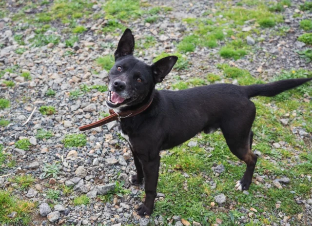 🐶 Pirate recherche une famille d’accueil ou des adoptants ! 🐶

Pirate a été trouvé errant. Nous ne connaissons donc pas son passé. Il attend une famille afin de pouvoir quitter la fourrière 💪🏼

Avec les employés de la fourrière, Pirate se montre être un chien joyeux et dynamique. C’est un jeune ado démonstratif qui adore courir, sauter, jouer et profiter d’une bonne dose de caresses. En effet, ne vous fiez pas à son museau poivre et sel, les vétérinaires qui l’ont vu sont unanimes, ce chien a moins de 2 ans. Il est d’un gabarit moyen, une quinzaine de kilos 😇

Il se montre proche de l’homme et attentif, surtout devant une friandise qui sera votre meilleure alliée pour l’aider à apprendre. Pirate s’épanouira sans aucun doute dans un famille dynamique qui lui permettra de découvrir le monde et vivre de nouvelles expériences. Il semble avoir tout à apprendre, à commencer par les ordres de base, mais il fera le plaisir de maîtres ayant envie de partager avec lui des activités comme la randonnée, le cani-cross ou l’agility 😎

Il cohabite sans soucis avec les autres chiens de la fourrière. Ses ententes avec les chats et les autres animaux sont inconnues 🕵🏻

Une rencontre entre lui et une potentielle famille (adoptive ou d’accueil) est tout a fait envisageable avant une prise en charge.
Pirate est identifié. Il sera castré, déparasité et primo-vacciné par l’association. Les frais d’adoption sont de 280€ 🙃
Si vous souhaitez le découvrir lors du balade ou dans un parc, il vous suffit de remplir son formulaire (https://www.1001amesanimales.fr/animaux/pirate/) pour qu’un bénévole puisse vous contacter 🧡

#chienheureux #adoptionresponsable #issoudun #animauxdecompagnie #adoptdontshop #chiot #chiotmignon #chateauroux #asso #chien #indre #adoptionchien #animaux #creuse #protectiondog #associationprotectionanimale #argenton #adoptionchiot #association #protectionanimale #adoption