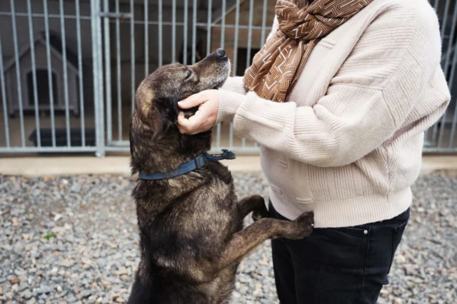🐶 Tessy cherche des adoptants ou une famille d’accueil ! 🐶

Tessy est une jeune chienne d’environ 3 ans, arrivée à la fourrière après avoir été retrouvée attachée à un poteau 😔

De type berger, elle est dynamique mais posée et réfléchie. Elle semble connaître les ordres de base (assis) et être respectueuse des demandes. Elle vient facilement chercher le contact de l’homme et apprécie les caresses. Elle ne sait pas encore jouer avec l’humain mais elle saura vite apprendre ce qui donne du plaisir ! 💪🏼

Cette demoiselle aime renifler et explorer son environnement. Elle recherche un maître doux qui lui fera découvrir le monde, les joies simples de la vie et les balades à gogo ! 

Tessy est visible 7j/7 sur rendez-vous. Elle sera identifiée, stérilisée et primo-vaccinée pour son départ. Les frais d’adoption sont de 280€. C’est une chienne de gabarit moyen, une vingtaine de kilos 🙃

Vous ne pouvez pas adopter mais vous souhaitez aider Tessy à sortir de la fourrière ? Devenez sa famille d’accueil et accompagnez la vers sa nouvelle vie 🧡

Retrouvez son formulaire sur notre site internet 👉 https://www.1001amesanimales.fr/animaux/tessy/

#association #protectionanimale #protectionanimaux #protectiondog #protectioncat #protectanimals #cat #chat #chaton #chien #dog #chiot #adoption #adoptdontshop #adopterrendheureux #adopt #adoptionrefuge #adoptcats #adoptcats🐈🐾 #adoptdontbuy #adoptdontshop🐾 #adoptdogs #adoptdontshop🐶 #adopterunchien #adopterunchat #indre #creuse #chateaurouxmetropole #issoudun #argentonsurcreuse