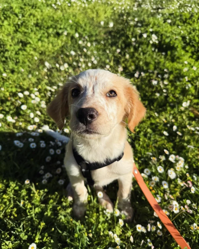 Amour vous souhaite un bon week-end ✨

#association #protectiondog #protectionanimal #protectionanimale #1001amesanimales #chien #chiot #chien🐶 #chienmignon #chienheureux #dog #puppy #indre #berry #creuse #chateaurouxetmoi #chateauroux36 #issoudun #deols #lachatre #argentonsurcreuse #benevole #familledaccueil