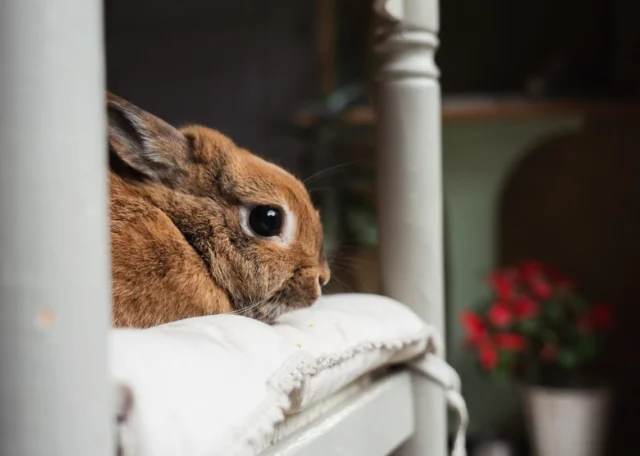 🐰 Versa est à l’adoption ! 🐰

Versa est arrivée en début d’année en compagnie de 4 lapins. Elle n’a connu qu’une vie en clapier extérieur avec une alimentation basée sur du maïs et du pain dur… Les anciens propriétaires se sont rendus compte qu’un lapin avait des besoins spécifiques et prenaient du temps au quotidien. Ils les ont donc tous cédés à l’association 😒

Notre lapine, âgée d’un an, est désormais prête à rejoindre une famille qui l’acceptera comme elle est ! Versa aura besoin de temps afin de s’acclimater à son nouvel environnement et son nouveau foyer. Un domicile calme et patient serait idéal pour cette jeune demoiselle 😎

Versa se laisse manipuler une fois attrapée. Cependant, nous avons pu remarquer qu’elle est plutôt indépendante et qu’elle ne cherche pas forcément à être câlinée toute la journée ! 😌 

Curieuse, elle n’hésitera à explorer son environnement et découvrir ce qui l’entoure. Versa semble bien intriguée par les autres animaux et s’est liée d’amitié avec le chat de sa famille d’accueil. Les bisous fusionnent entre les deux ! Elle correspondra parfaitement à un foyer ayant déjà des animaux 🤩

Versa n’est pas une grande gourmande mais elle est habituée à manger de la verdure, des granulés ainsi que son foin. Une alimentation variée et adaptée sera demandée 🥬
Il en va de même pour son habitat, une vie en cage exclusive ne sera pas acceptée. Un lapin a besoin d’espace et de se dépenser 😇

Cette lapine est à adopter sous contrat associatif. Les frais d’adoption sont de 30€. Un certificat de bonne santé sera établi le jour de son départ. Versa peut partir identifiée, primo-vaccinée et/ou stérilisée. N’hésitez pas à venir vers nous afin de connaître les frais d’adoption correspondants 🙃
Intéressé(e) pour rencontrer notre belle Versa ? Alors c’est le moment pour vous de remplir son formulaire (https://www.1001amesanimales.fr/animaux/versa/ ) pour que sa famille d’accueil puisse vous contacter 🧡

#protectanimals #lapin #lapinnain #lapinbelier #lapintetedelion #rabbit #indre #creuse #chateaurouxmetropole #chateauroux #issoudun #argentonsurcreuse #lachatre #abandon #sauvetage #sauvetageanimal #adoption #adoptdontshop