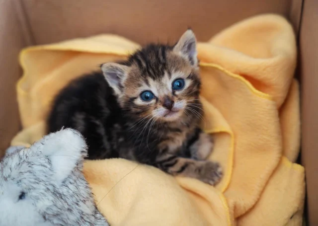 🐾 Un petit miraculé : bienvenue à ce chaton courageux ! 🐾

Ce minuscule chaton a été retrouvé seul dans un cabanon, sans trace de sa maman depuis plus de 24h. Inquiets, les propriétaires du lieu ont décidé de nous le confier, espérant lui offrir une chance de survie 🧡

À son arrivée, il pesait à peine 200g et ne savait pas encore manger seul… Ce petit bout portait déjà le poids de la vie : 70 puces et une tique ont dû être retirés en urgence 😔

Mais il est entre de bonnes mains ! C’est Micheline, une de nos familles d’accueil expérimentées, qui s’est chargée de lui. Elle le biberonne avec amour et veille sur lui jour et nuit, jusqu’à ce qu’il soit assez fort pour manger seul 🍼

Il a encore un long chemin à parcourir, mais avec autant d’amour autour de lui, il est sur la bonne voie 💪🏼

#association #chat #protectionanimal #protectionanimaux #chaton #cat #chatmignon #chatons #chateaurouxetmoi #issoudun #argentonsurcreuse #lachatre #vatan #indre #1001amesanimales #photogram #photography #animaux #chatdamour #protectanimals #bénévoles #familledaccueil #familledaccueilchatons